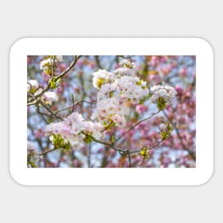 Spring Blossoms Sticker